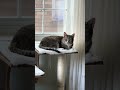 From stray to slay!