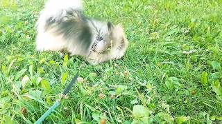 Бэтти малый шпиц. 02.08.2018 Бэтти малый шпиц. 02.08.2018