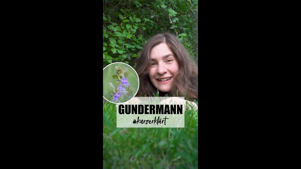 Gundermann | wie Efeu auf der Erde