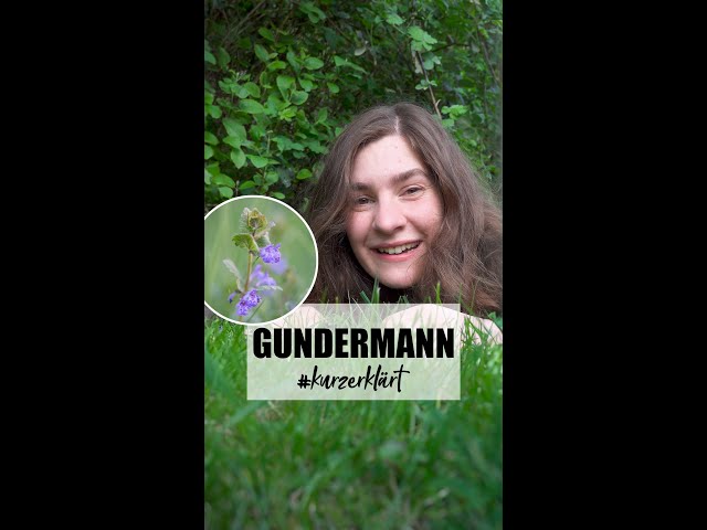 glückskastanie bestellen Glückskastanie (Pachira aquatica) kaufen main image 1