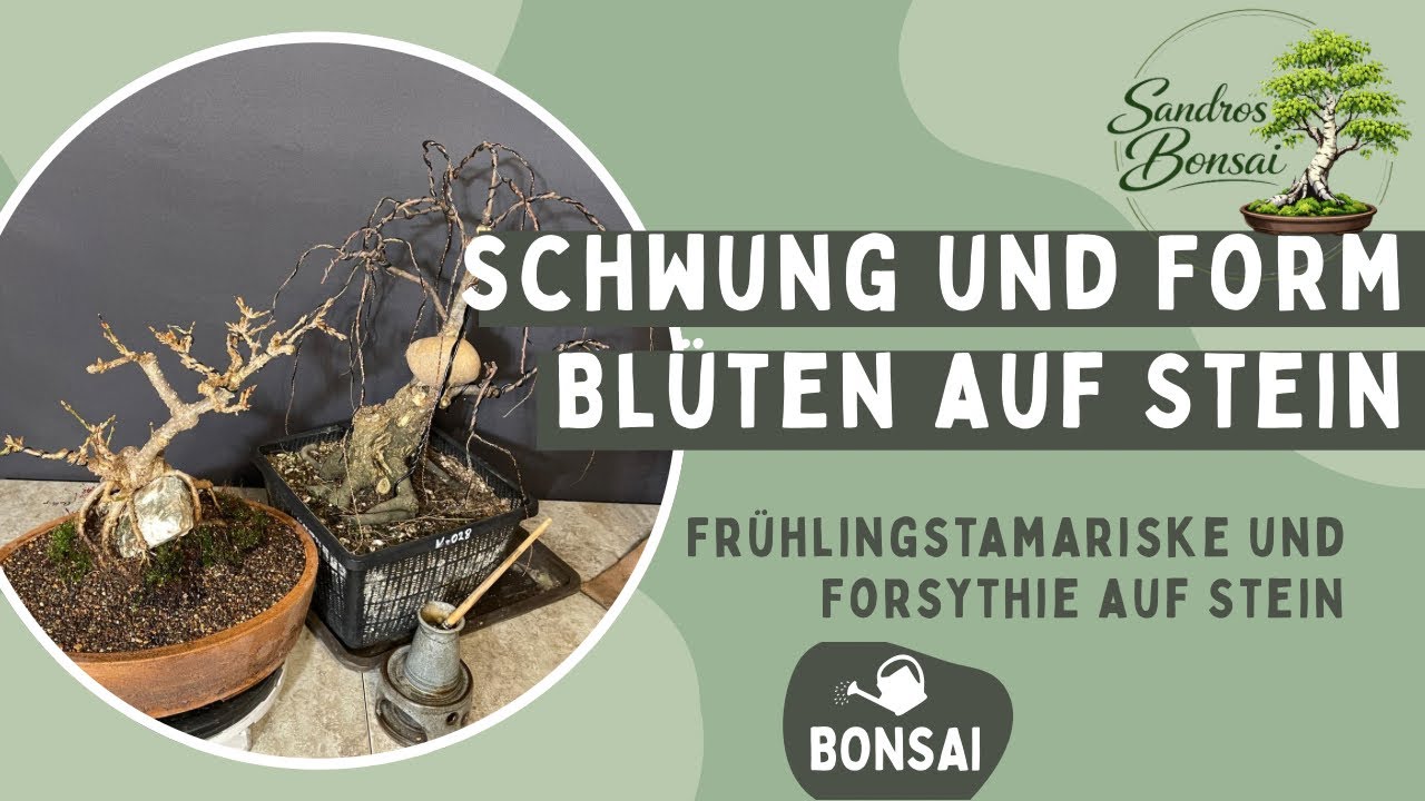 2026-05 Formenspiel mit Frühlingstamariske und Forsythie – Zwischen Stein und Blüte