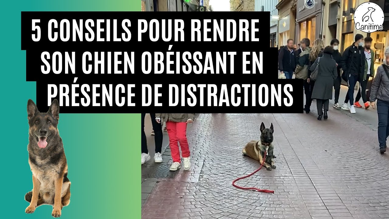 5 conseils pour rendre son chien obéissant en présence de distractions !
