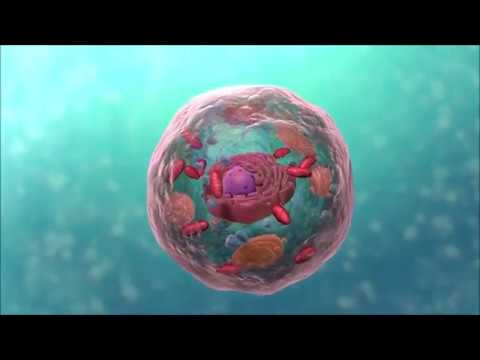 Градба на клетката (Видео Анимација)