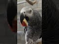 NAMNA SAHIHI YA KUMFUNDISHA KASUKU JINSI YA KUONGEA | HOW TO TRAIN A PARROT NJIA NANE ZA