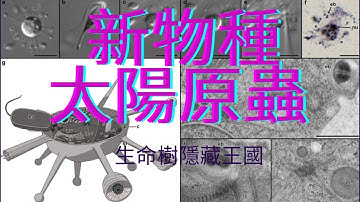 太陽原蟲 Solarion 潛伏十億年的支系Solarion Sun Protozoan Hidden Lineage for a Billion Years