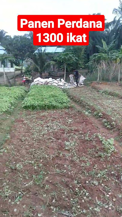 3 Bedeng Tebus 1300 Ikat #bayam #kangkung