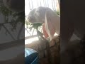Patiya Sojat white 20000 ki