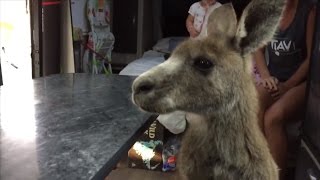 Watch This Hungry Kangaroo Hop Inside A Family's RV Looking For Dinner