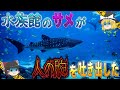 【ゆっくり解説】水族館のサメが人を食べていた…腕を吐き出した姿を見た来館者が大パニックに陥ったクージー水族館 シャークアーム事件