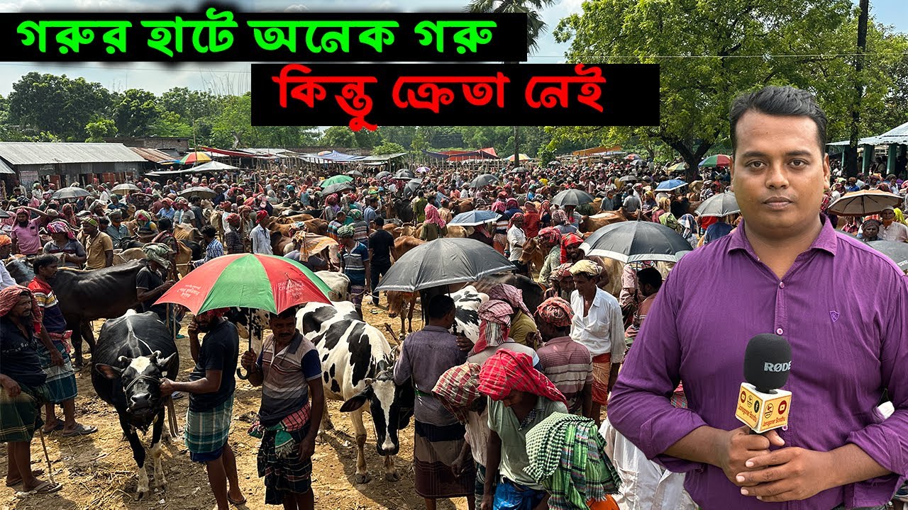 দক্ষিণ বঙ্গের সবচেয়ে বড় গরুর হাটে অনেক গরু কিন্তু ক্রেতা নেই