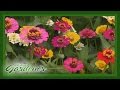 Basil and Bergamot Flower Farm| Volunteer Gardener