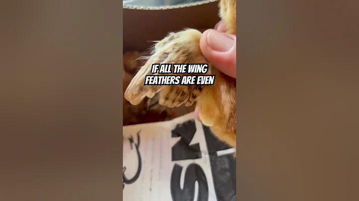 How to determine if your chicks are male or female. #babychicks #backyardchickens