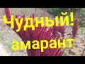 🔴#111#🔴Амарант необычное, чудное и полезное растение.👍💥💥💥