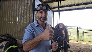 How to tell if a horse has been properly "floated"