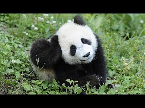 Panda kihalás