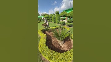 Organic composed for plants #organicscompost #plant care tips #short video