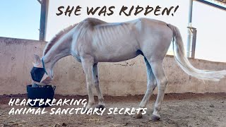 RIDDEN BUT UNABLE TO WALK | Tenerife Horse Rescue