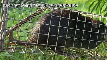 Bẩy chuột cống nhum cập bờ kênh có là dính liền #sanbatbatri#