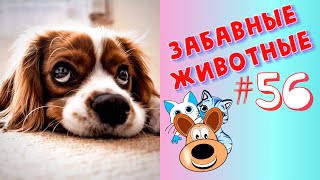 Приколы с Животными #56 / Смешные Животные 2020 / Приколы / Приколы про Животных / Лучшие Приколы