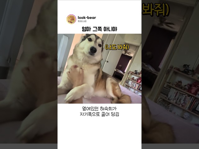 질투심 넘치는 허스키를 키우면 생기는 일