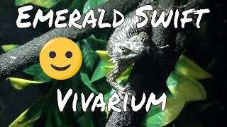 Emerald Swift Lizard Terrarium