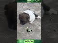 Special Dogs Who Defy All Odds #shorts #DogLife