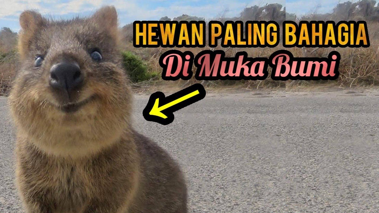 Mengenal Quokka Hewan Paling Ramah Di Dunia - YouTube