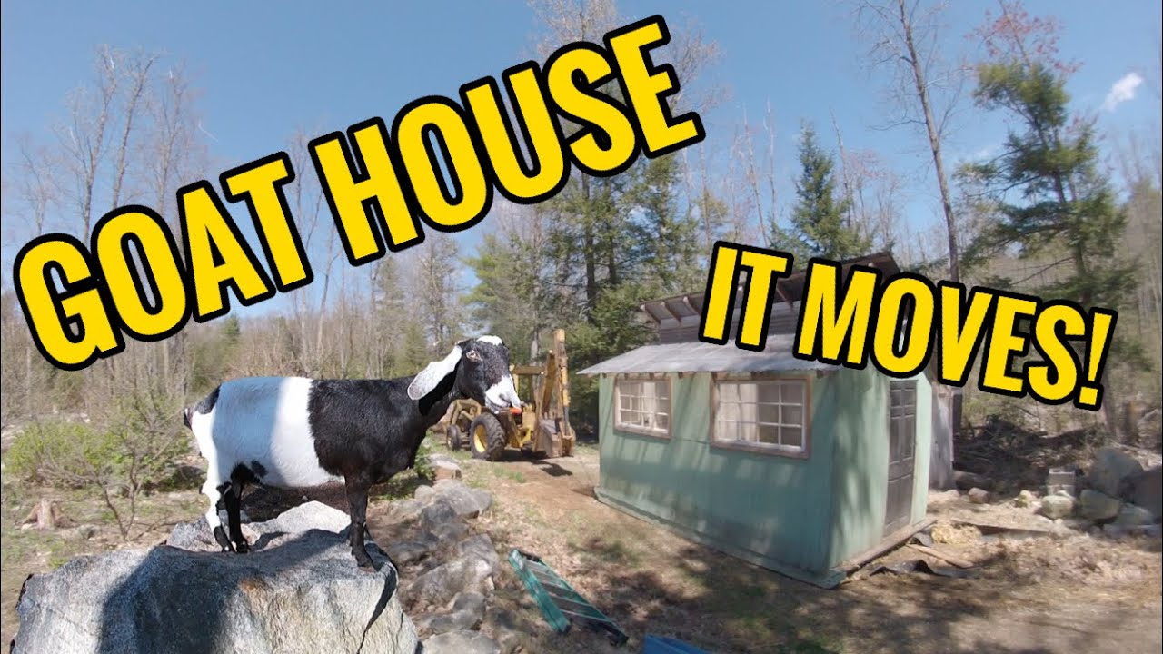 World’s Best Goat House! (DAIRY GOATS)🐐🥛