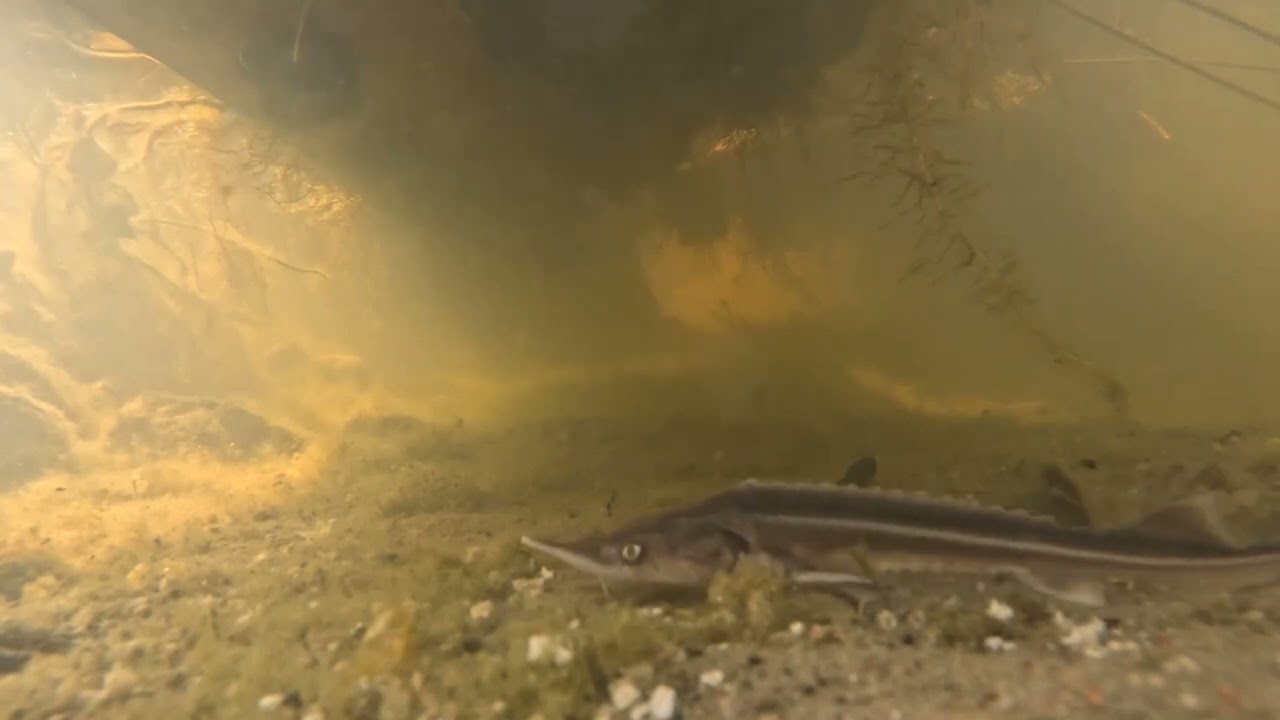 Jesiotr w oczku wodnym.