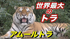 大型のネコ科動物 トラ ジャガー ヒョウ チーター Youtube