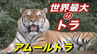 大型のネコ科の動物 トラ ジャガー ヒョウ ユキヒョウ チーター Youtube