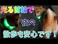 光る首輪で夜の散歩も安心です！【柴犬】