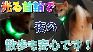 光る首輪で夜の散歩も安心です！【柴犬】