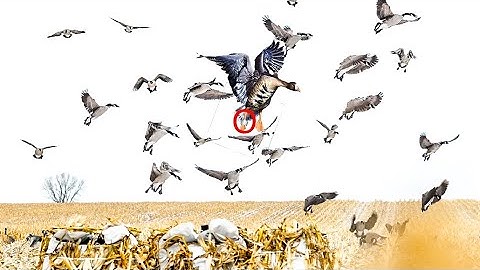 NORTH DAKOTA CORN FIELD SNOW HUNT PLUS A BAND! (Limited Out)