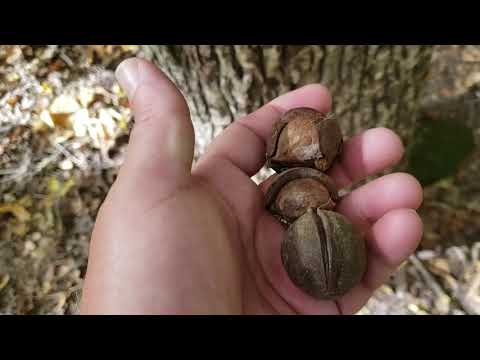 ID That Tree: Mockernut Hickory