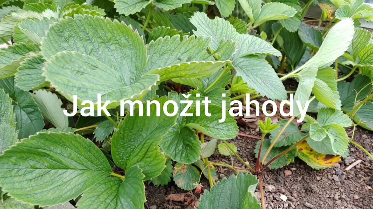 Jak se množí jahody?