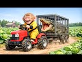 Monkey Drives Tractor to Harvest Cabbages & Face a Fierce Crocodile! | Monkey Farm Work
