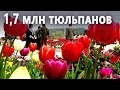 Самый большой сад тюльпанов в Азии цветёт в индийском Кашмире