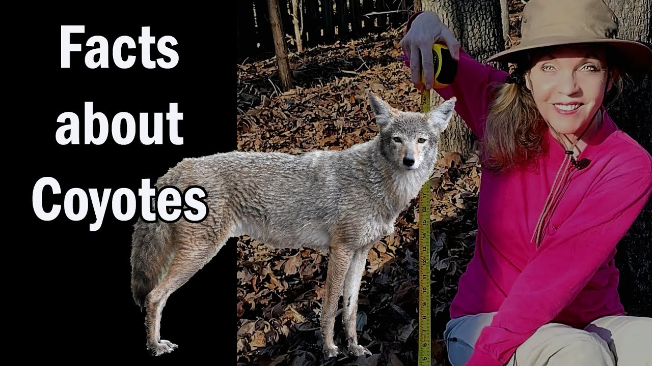 Coyote Chronicles: Unveiling the Mysteries of America’s Native Songdog🐾 ...