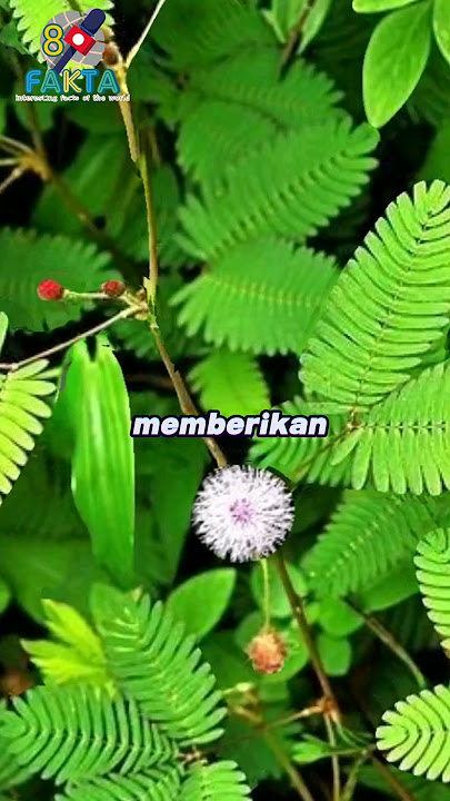 Did you know? Facts about the health benefits of the sensitive plant