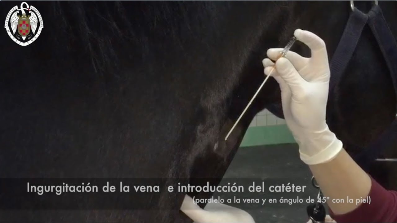 Colocación de un catéter intravenoso en el caballo