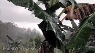 RELAKSASI SUARA HUJAN, PETIR DAN KICAUAN BURUNG - Untuk atasi INSOMNIA