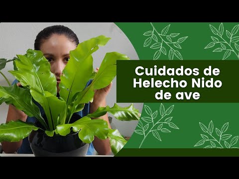 Video: Planta de helecho nido de pájaro: cómo cuidar un helecho nido de pájaro