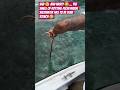 Sad 😢 and nasty 🤮… the smell of rotting flesh inside saltwater has to be peak stench 🤢