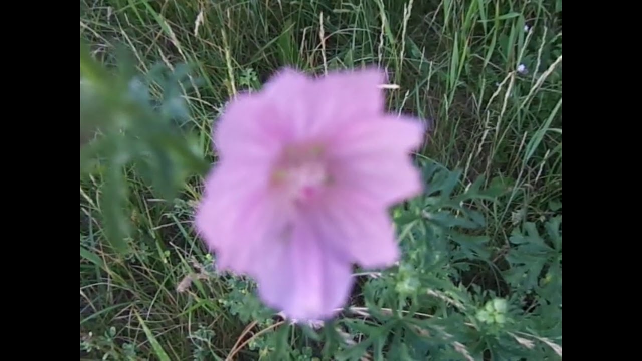 Рыгор Пукст. Шоўкавыя травы