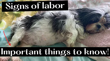 How do I know if my dog is in distress during labor?