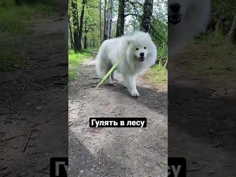 Жизнь с самоедом - это #dog #samoyed #самоед #puppy #samoyedpuppy