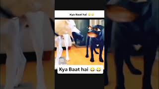 Funny dogs video #comedy #shortvideo #viral #animalfunny #funnyvideo