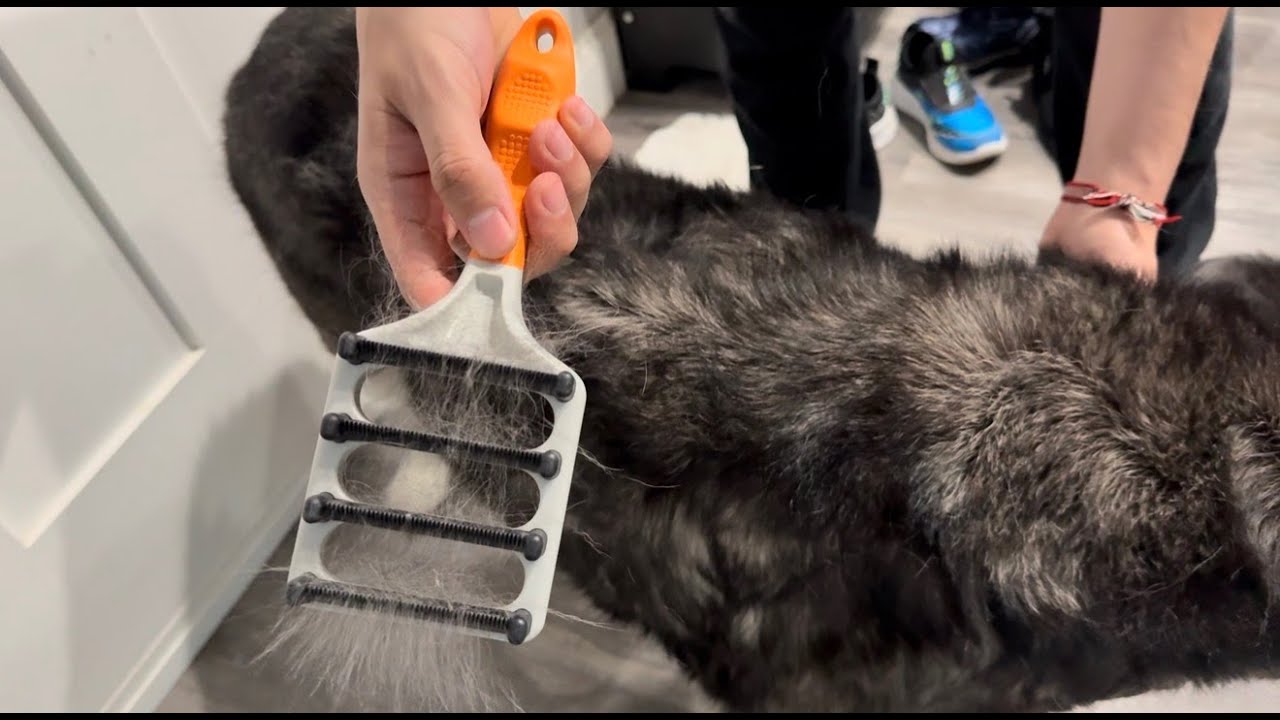 Stop the Shed Show! Deshedding Tool for Long Hair Dogs Review