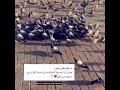 حالات واتس اب ماينفع نكون طيور